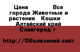 Zolton › Цена ­ 30 000 - Все города Животные и растения » Кошки   . Алтайский край,Славгород г.